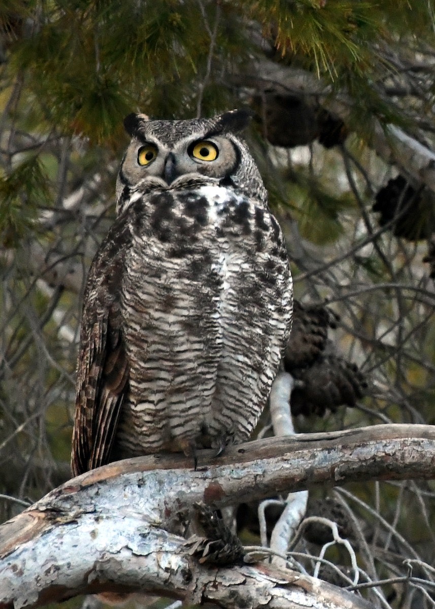 Great Horned Owl - ML632877609