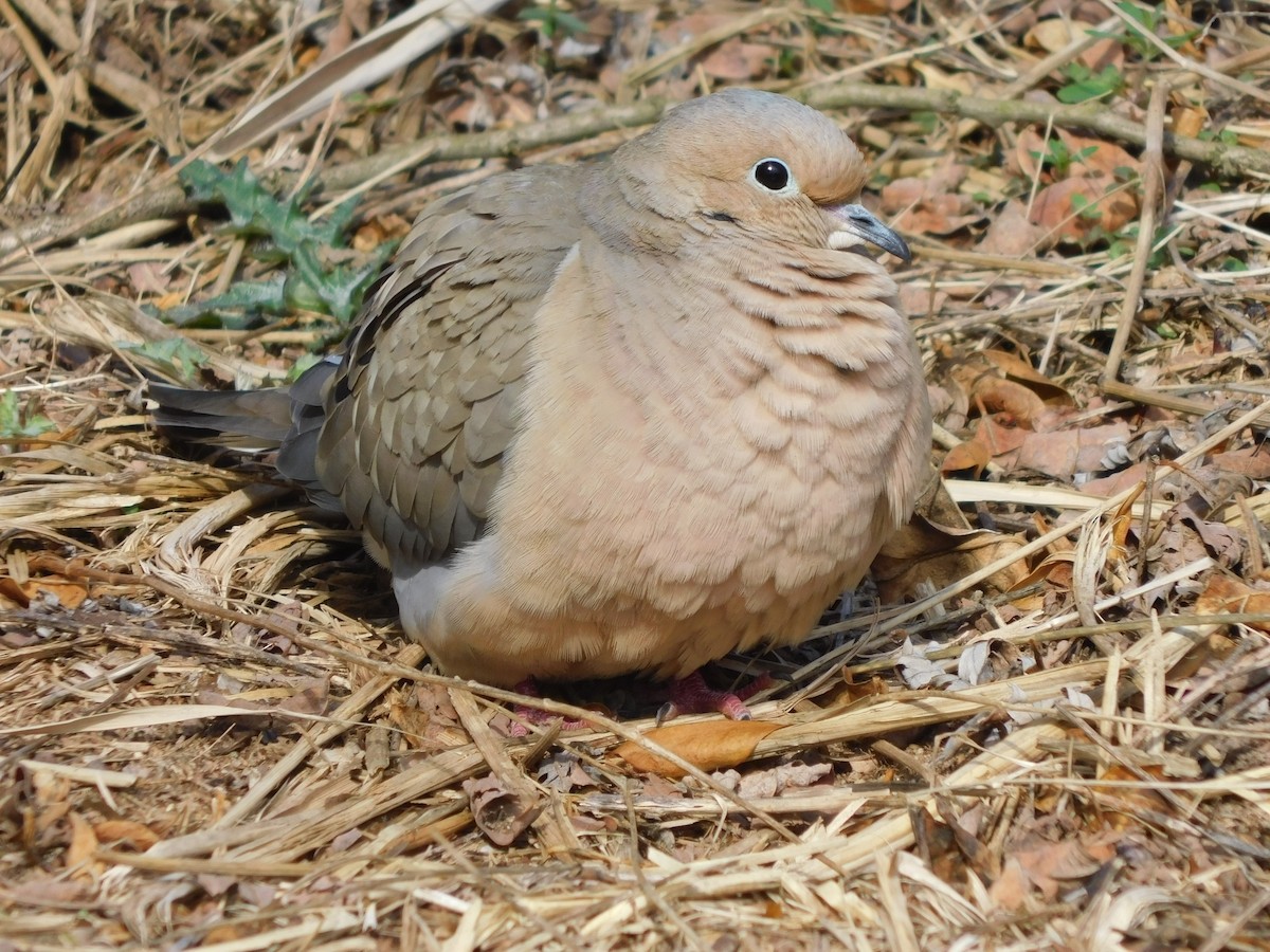 Mourning Dove - ML632878135