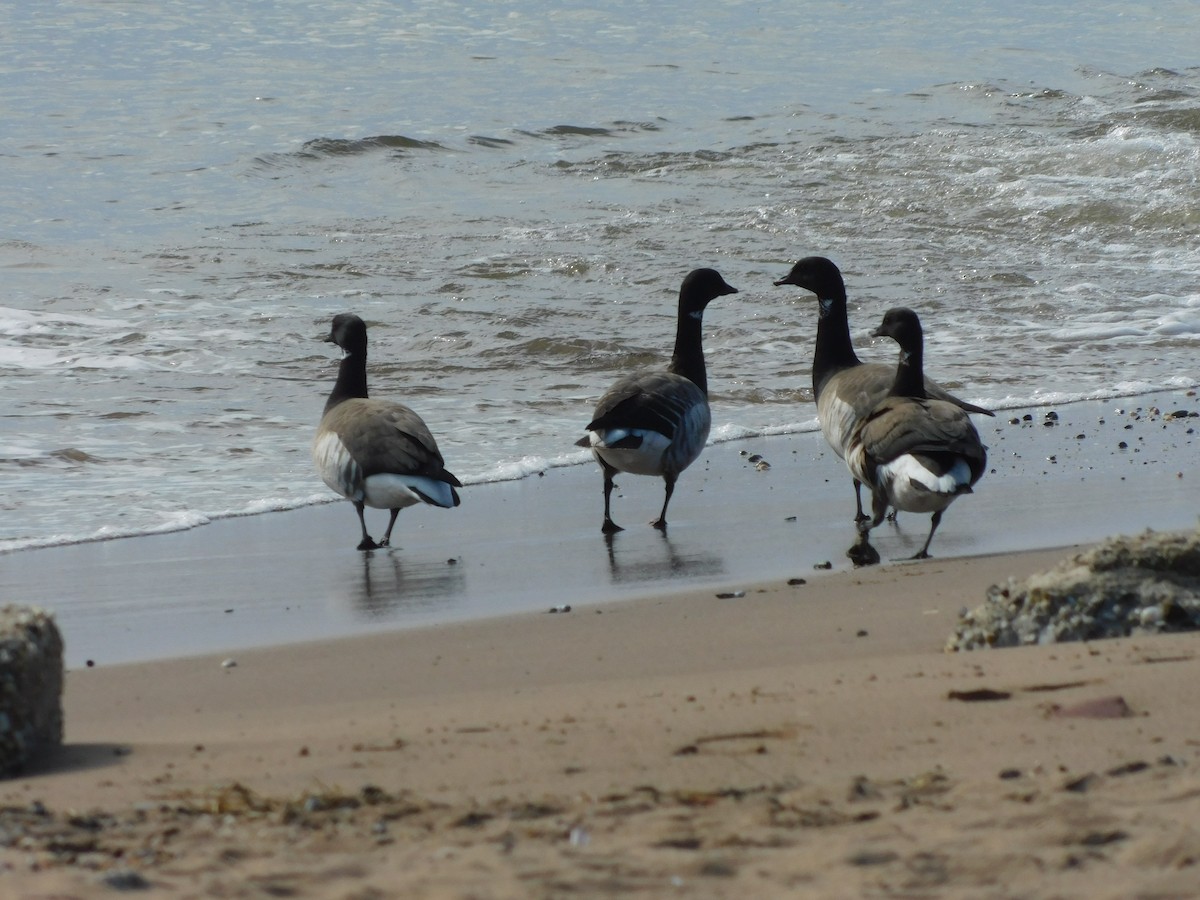 Brant - ML632878169