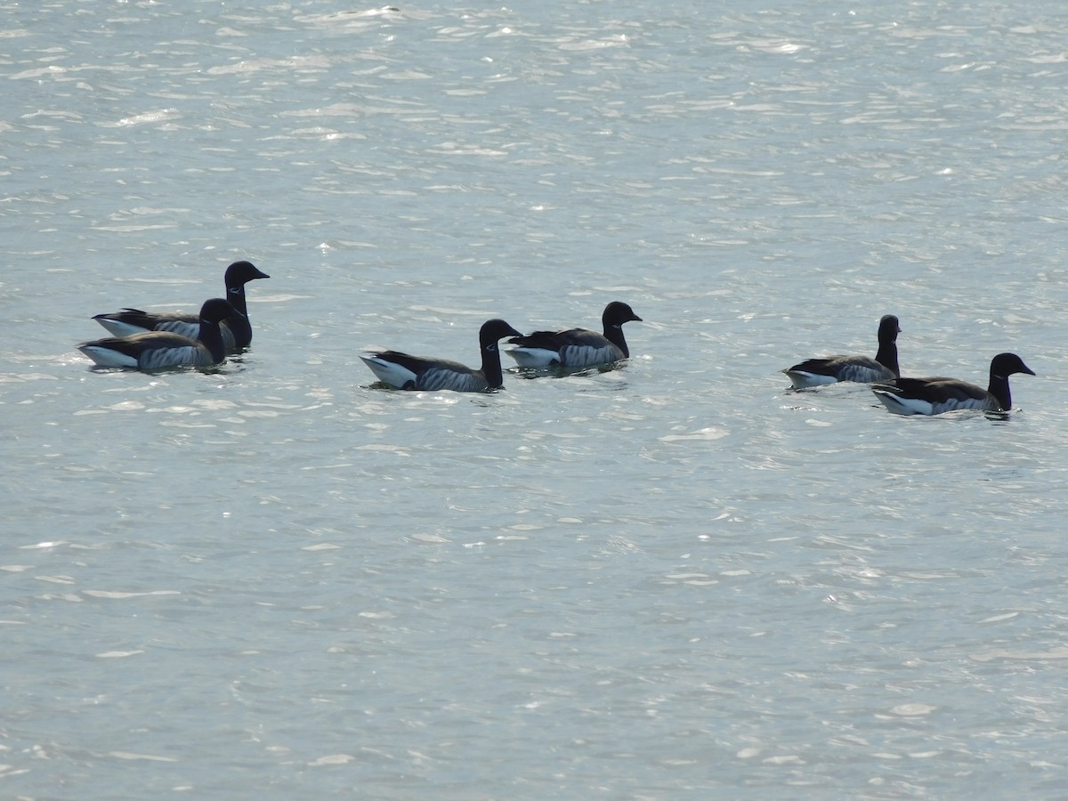 Brant - ML632878171