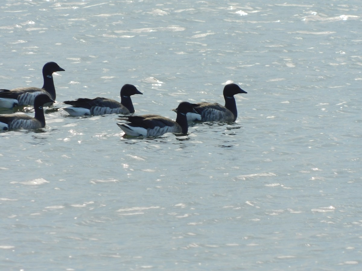 Brant - ML632878172