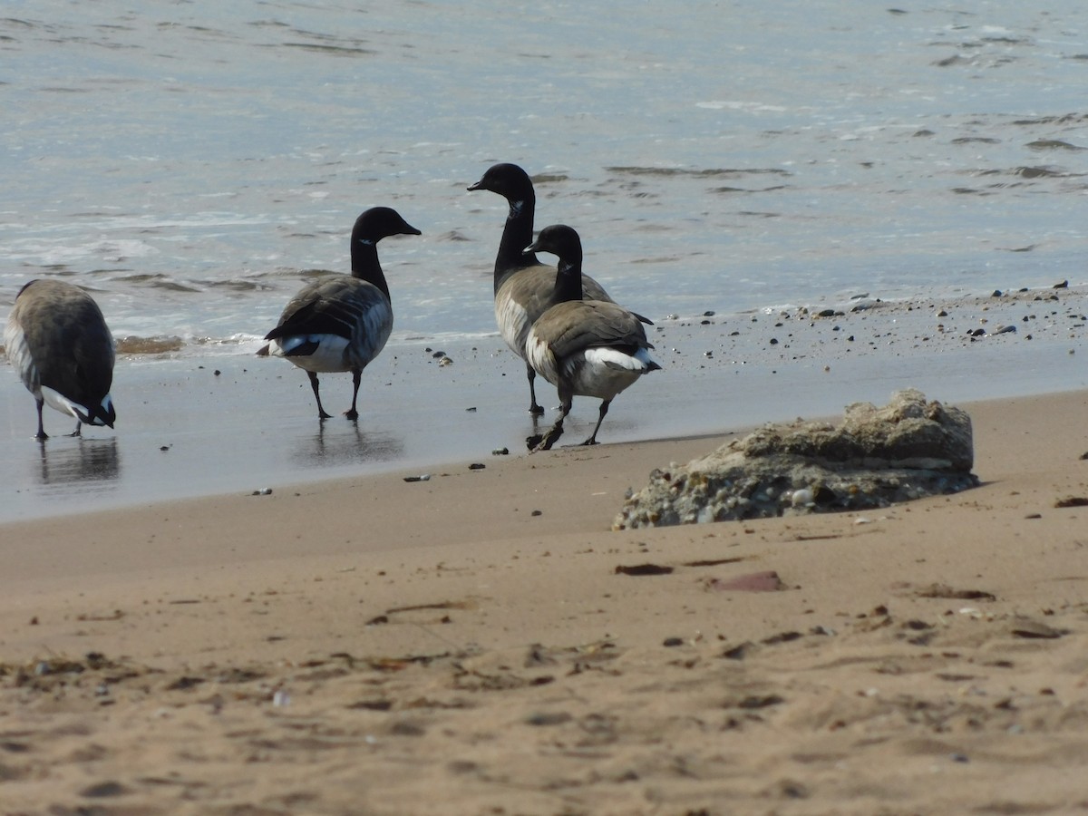 Brant - ML632878174