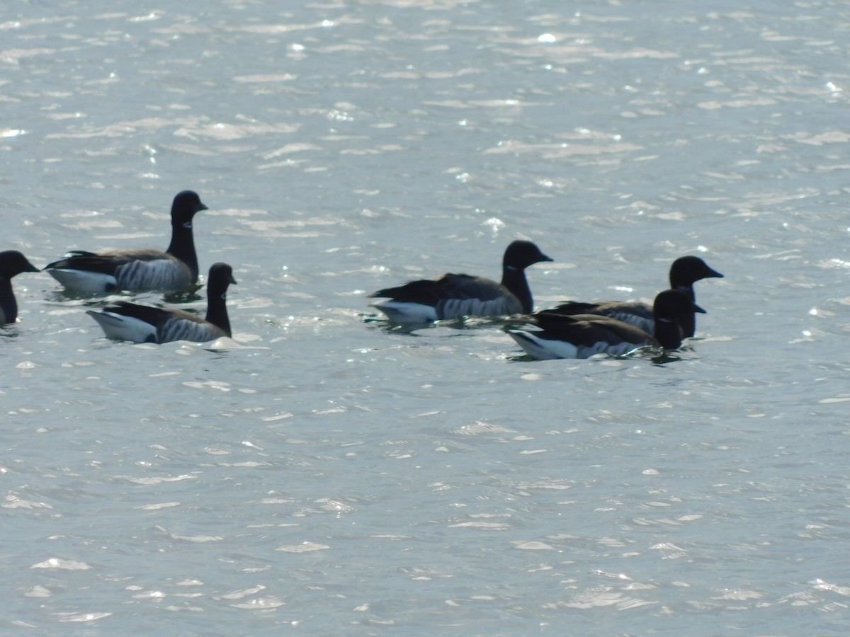 Brant - ML632878177
