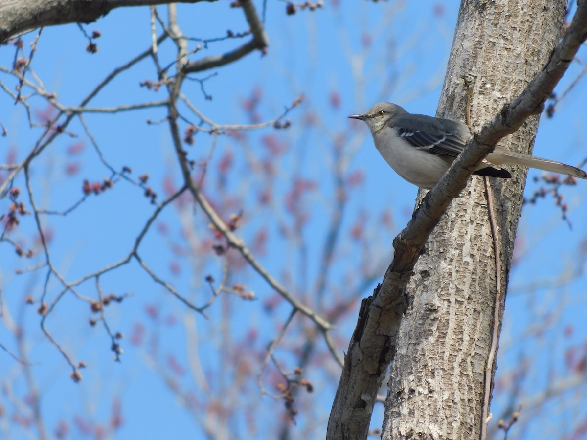 Northern Mockingbird - ML632878226