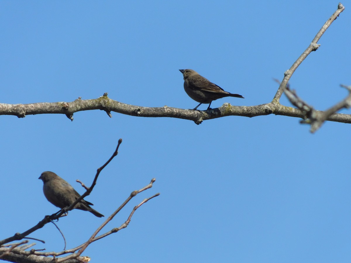 Brown-headed Cowbird - ML632878244