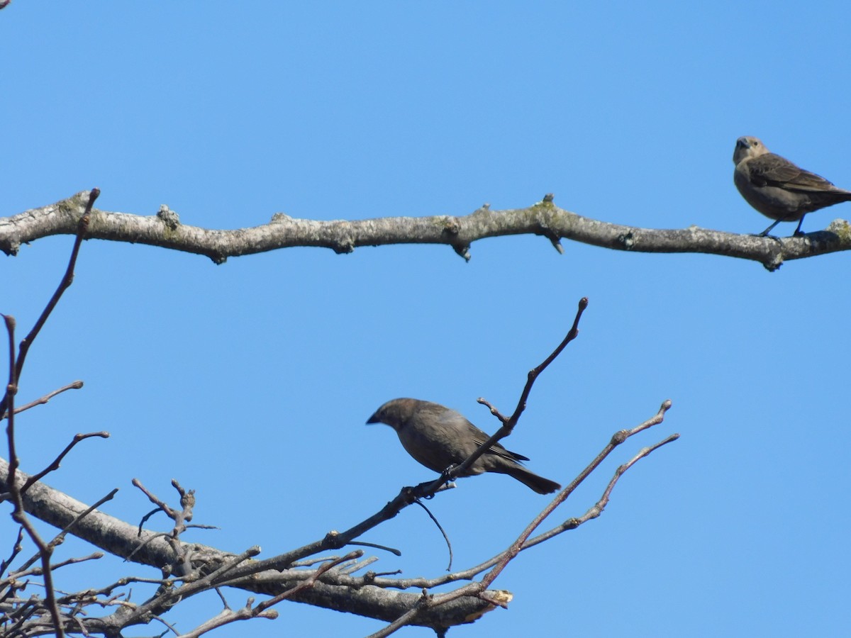 Brown-headed Cowbird - ML632878245