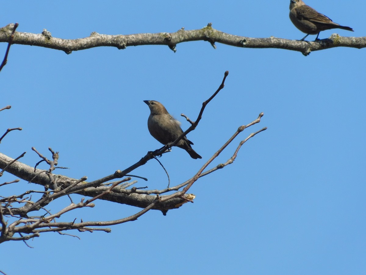 Brown-headed Cowbird - ML632878246