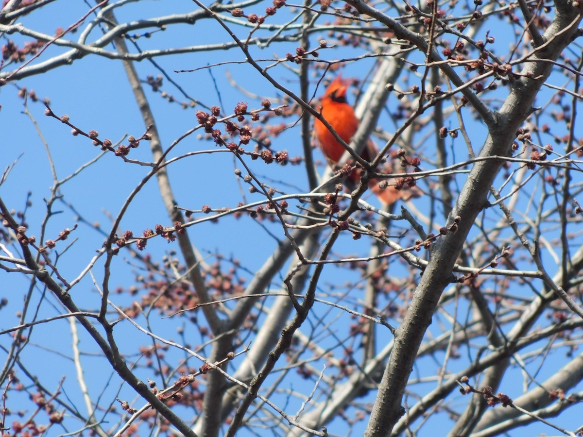 Northern Cardinal - ML632878253