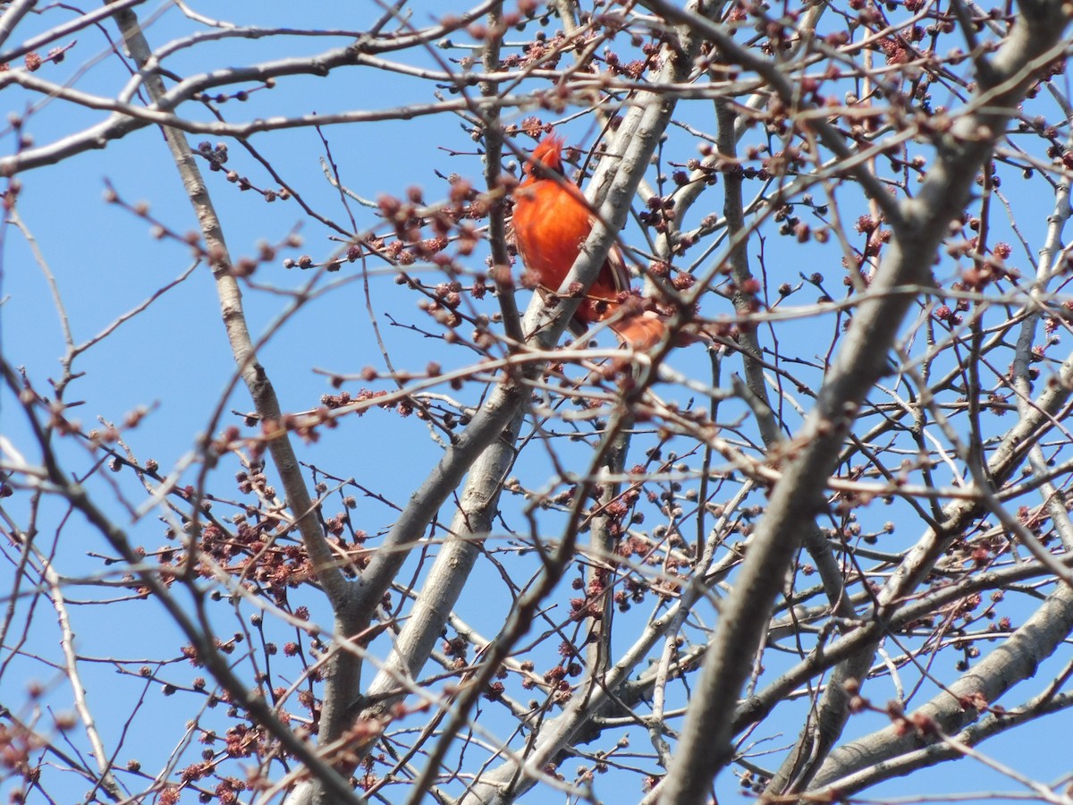 Northern Cardinal - ML632878254