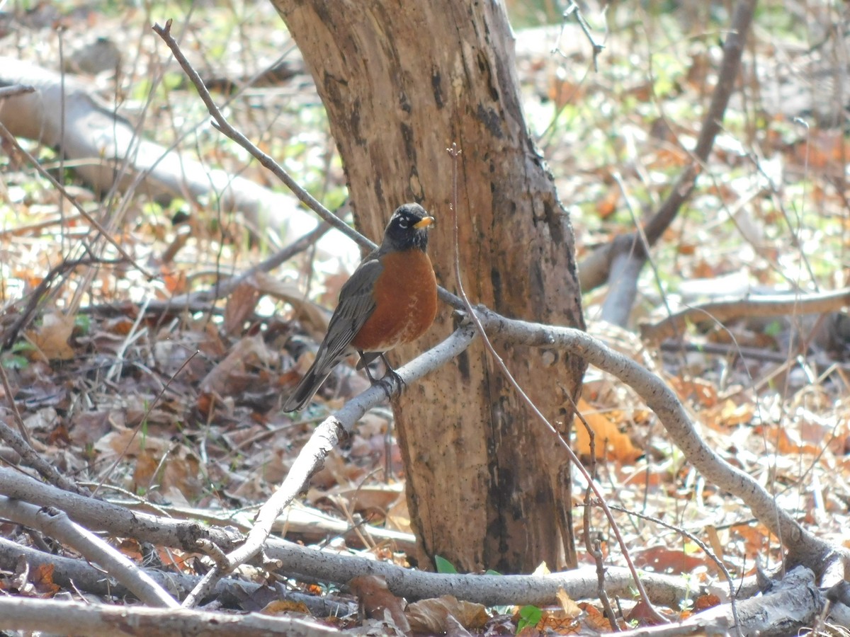 American Robin - ML632878271