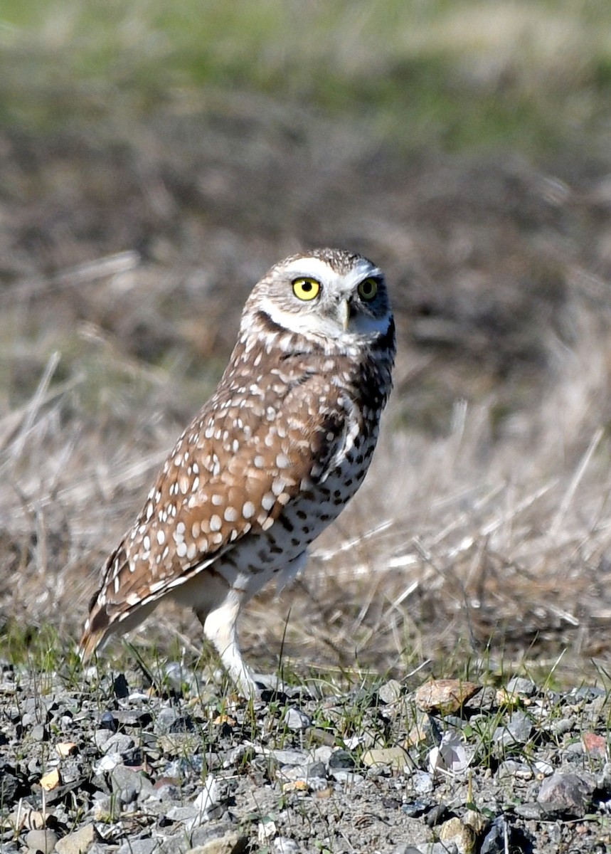 Burrowing Owl - ML632878293