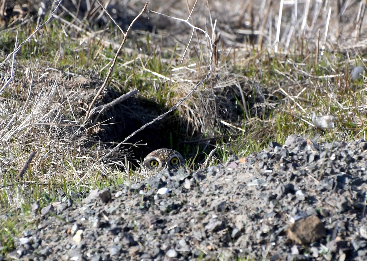 Burrowing Owl - ML632878294