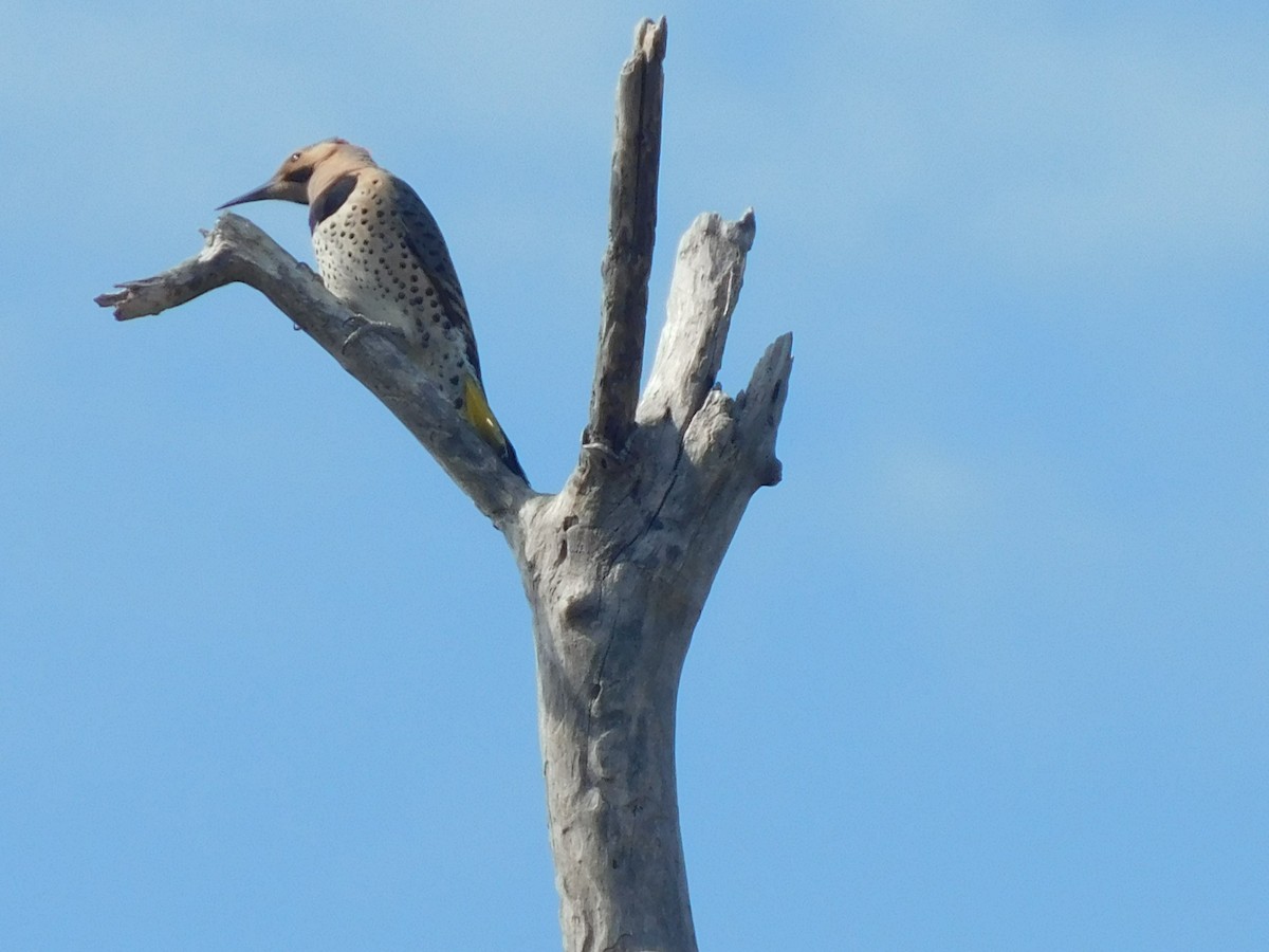 Northern Flicker (Yellow-shafted) - ML632878335