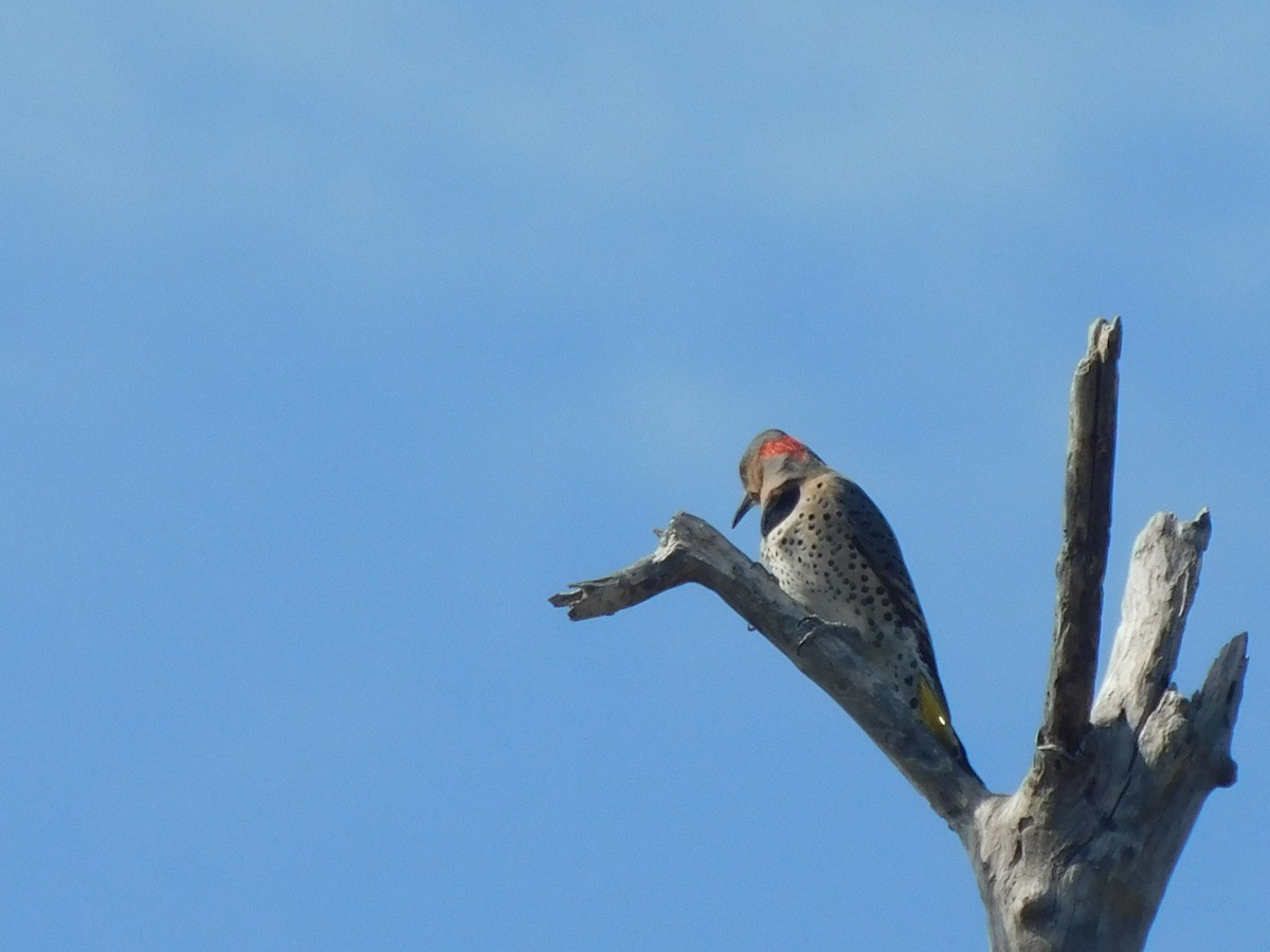 Northern Flicker (Yellow-shafted) - ML632878338