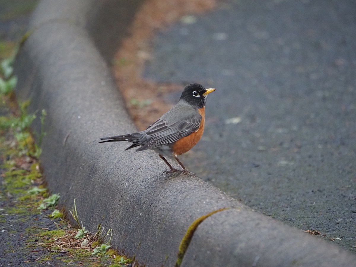 American Robin - ML632878413