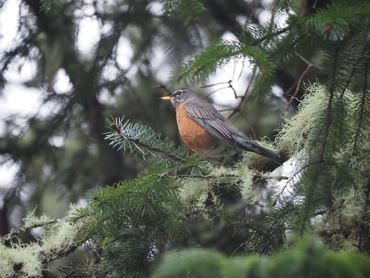 American Robin - ML632878414