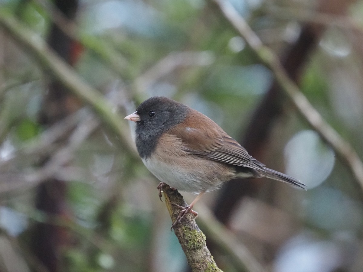 Dark-eyed Junco - ML632878416