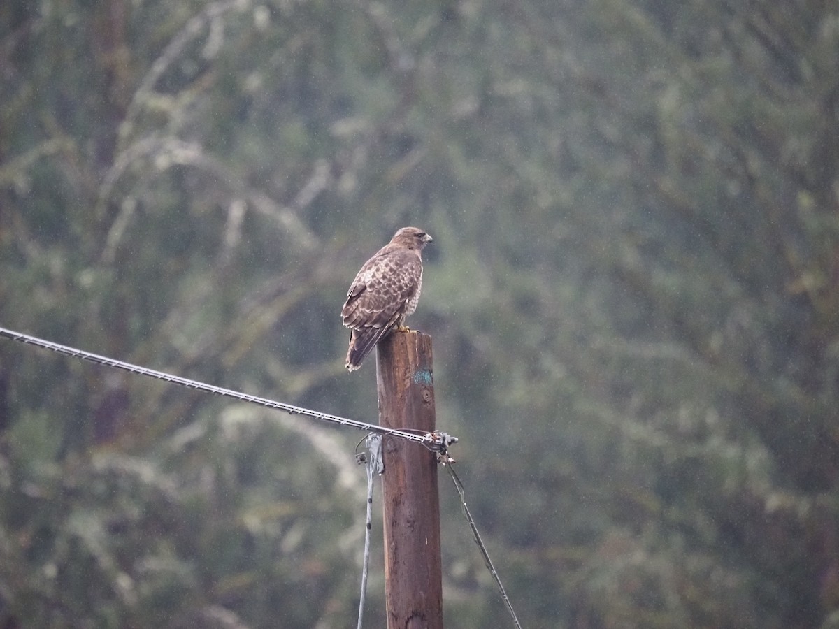 Red-tailed Hawk - ML632878426