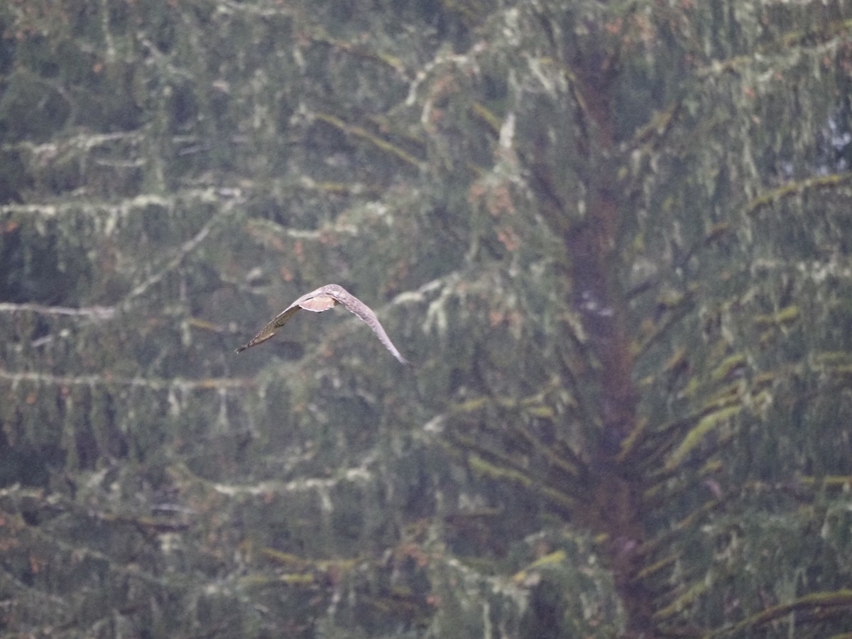 Red-tailed Hawk - ML632878427