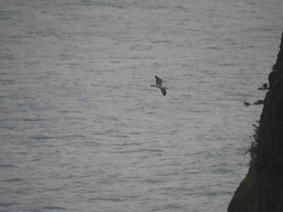 Western Gull - ML632878430