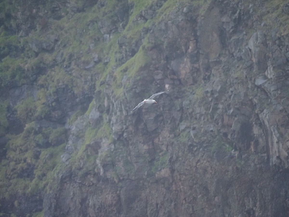 Western Gull - ML632878431