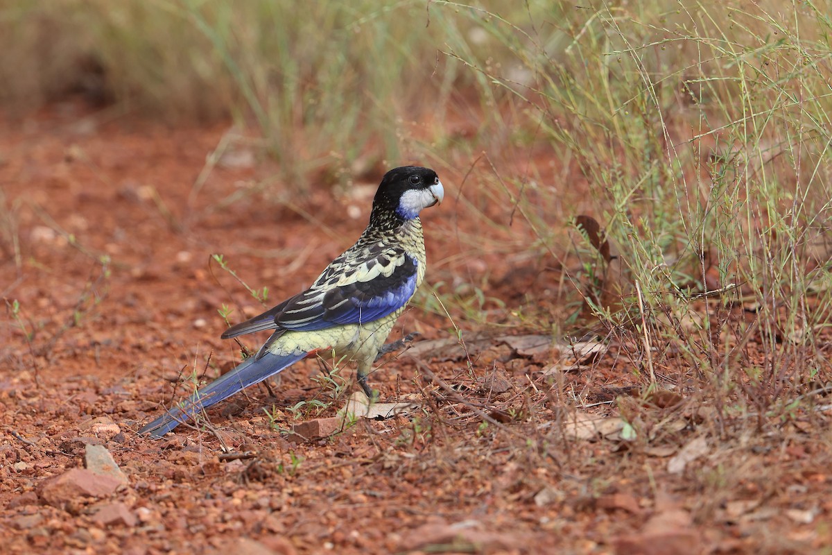 Northern Rosella - ML632878475