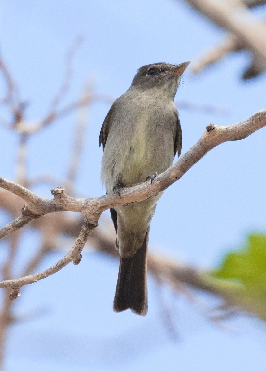 Western Wood-Pewee - ML632878659