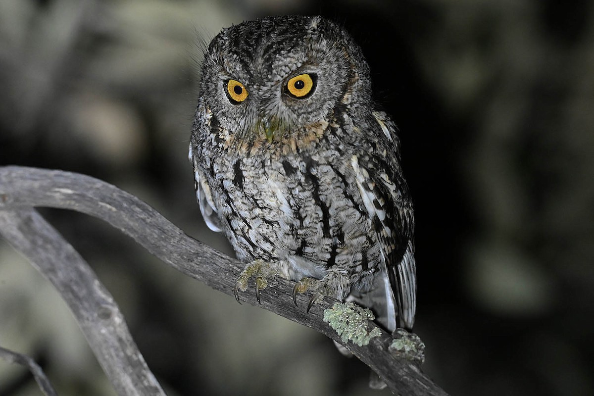 Whiskered Screech-Owl - ML632878787