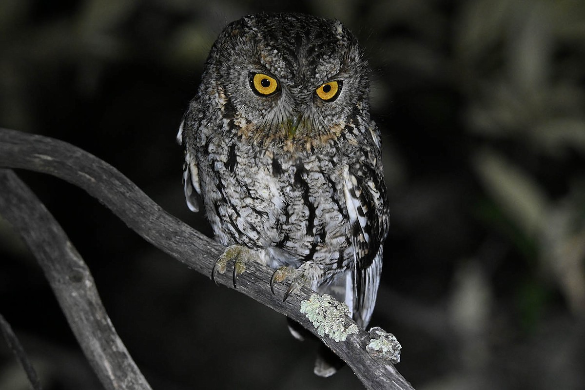 Whiskered Screech-Owl - ML632878788