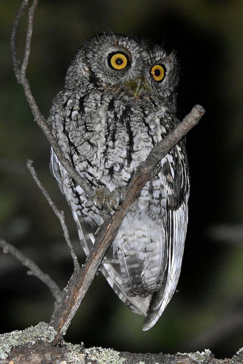 Whiskered Screech-Owl - ML632878789