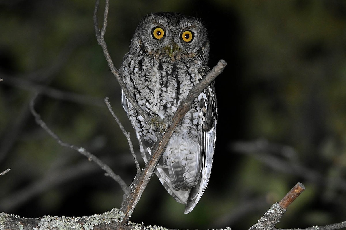 Whiskered Screech-Owl - ML632878790