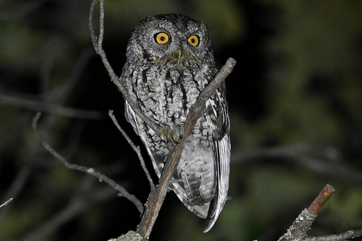 Whiskered Screech-Owl - ML632878791