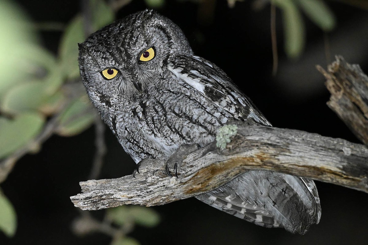 Western Screech-Owl - ML632878801
