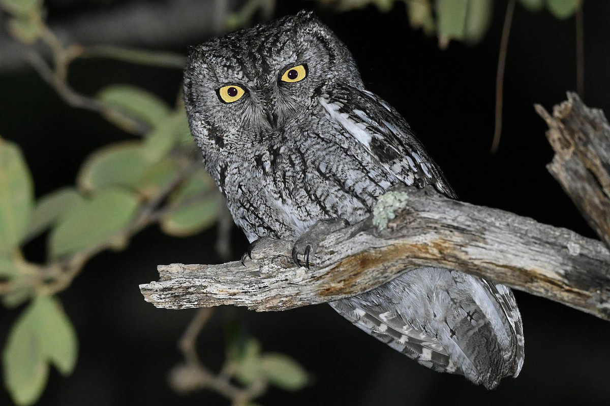 Western Screech-Owl - ML632878802