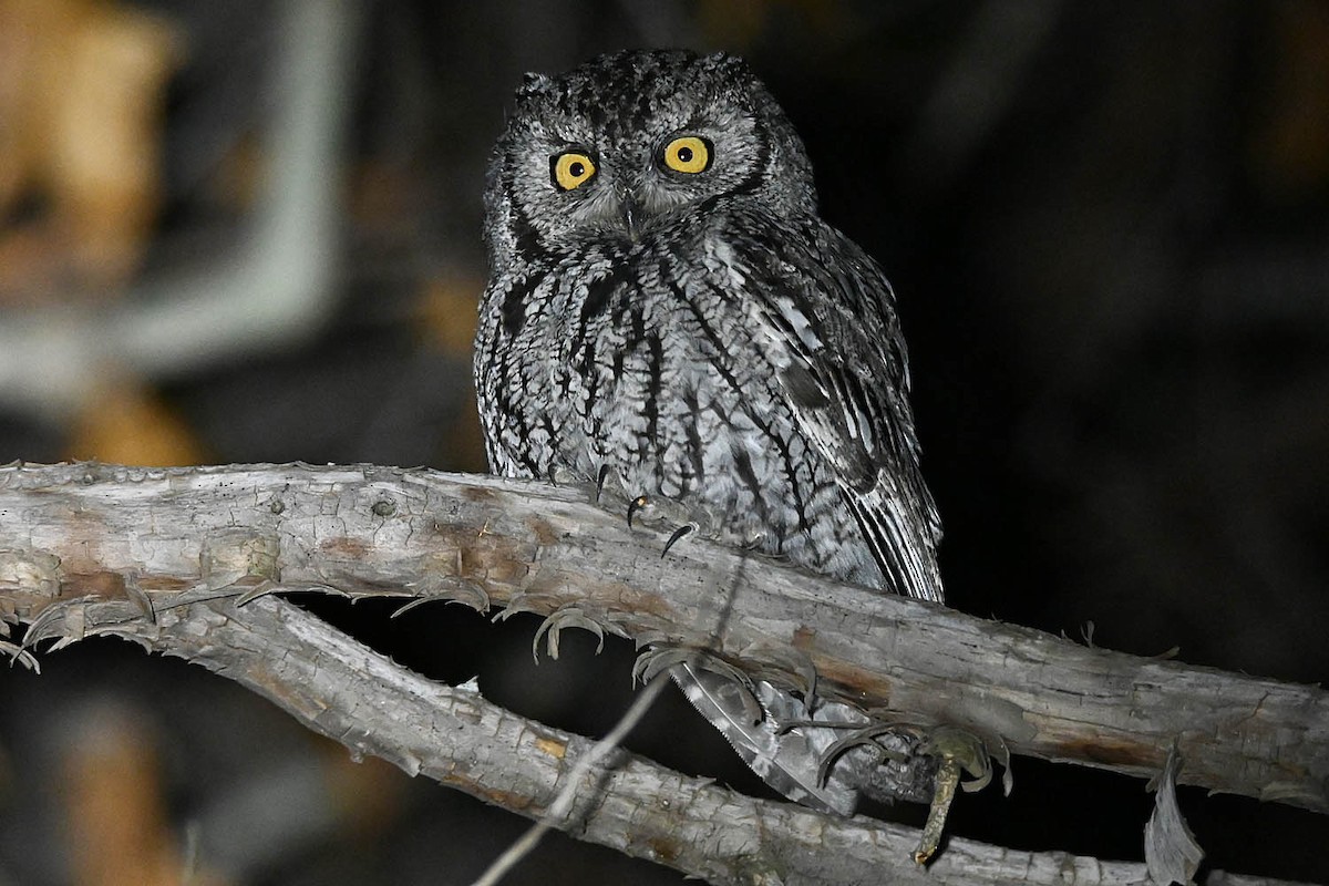 Western Screech-Owl - ML632878803