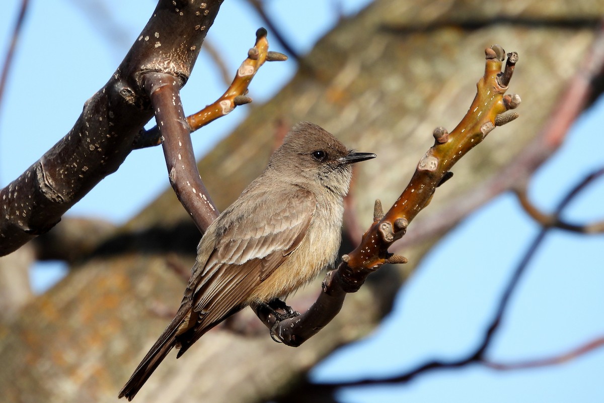 Say's Phoebe - ML632878839