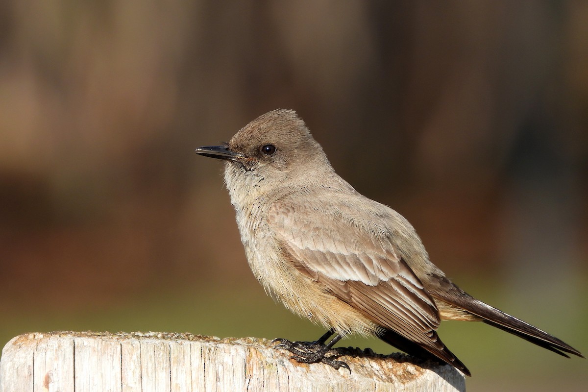 Say's Phoebe - ML632878867