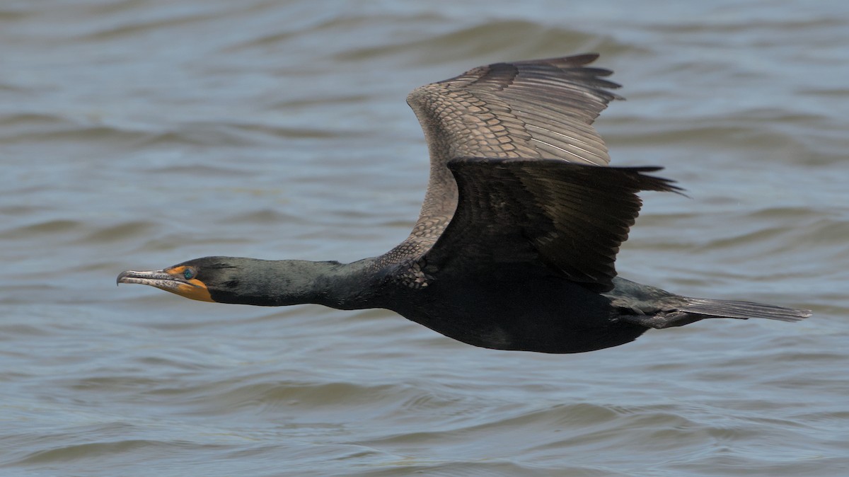Double-crested Cormorant - ML632878968