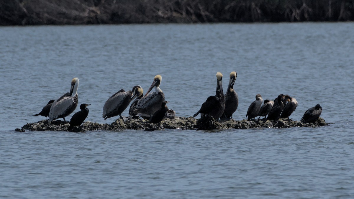 Double-crested Cormorant - ML632878969
