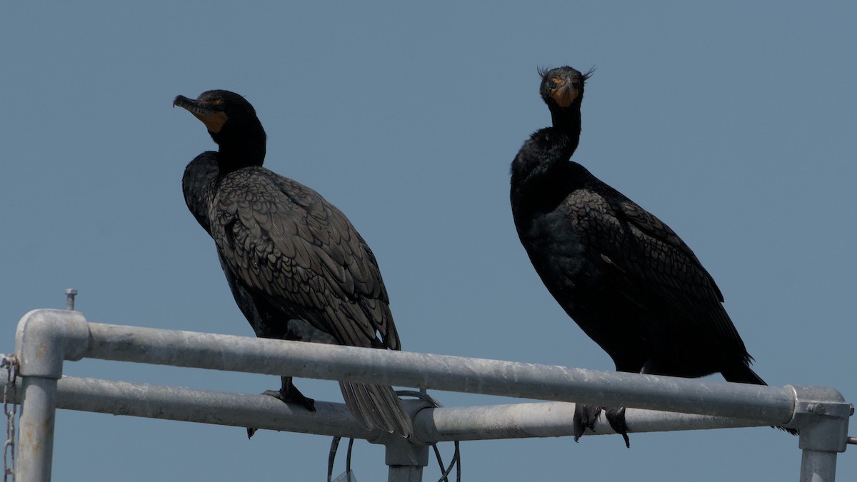 Double-crested Cormorant - ML632878970