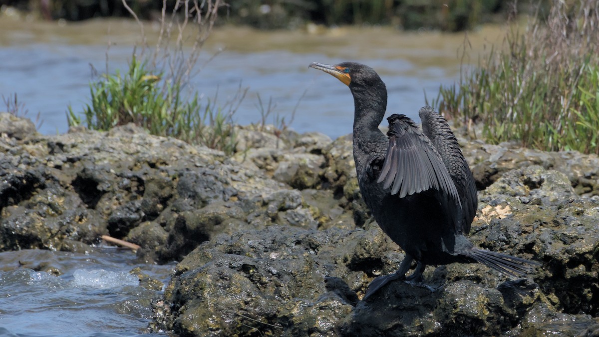 Double-crested Cormorant - ML632878971