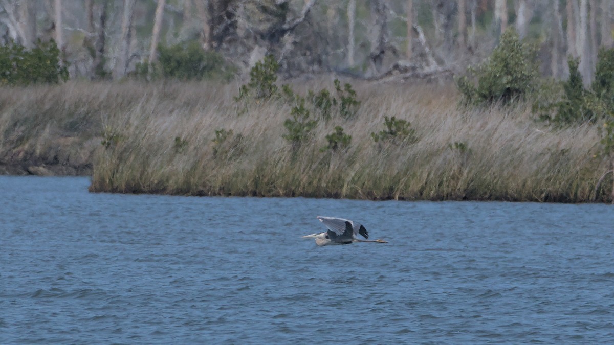 Great Blue Heron - ML632879091