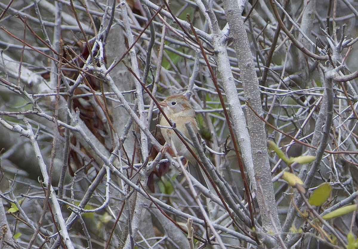 Field Sparrow - ML632879114