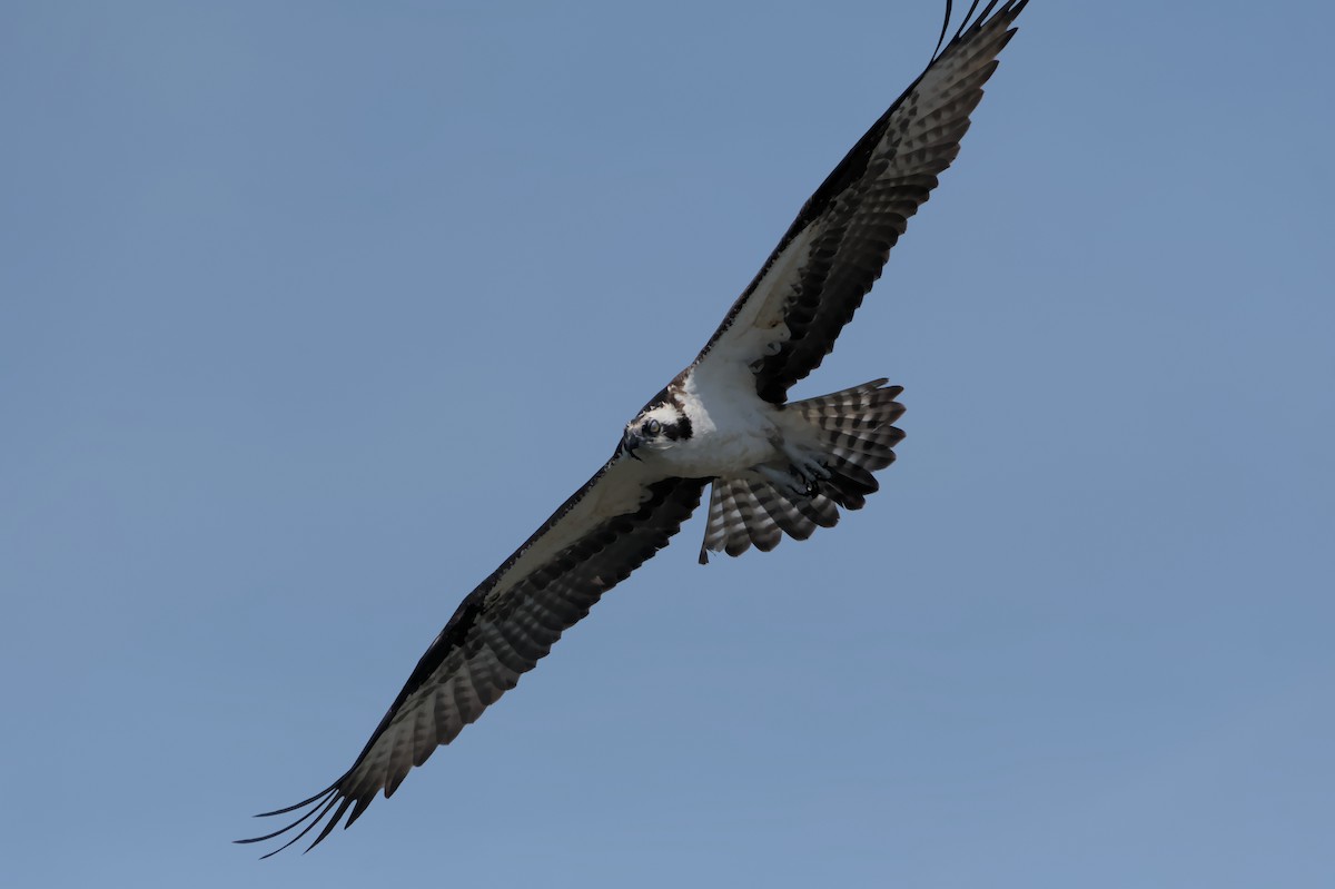 Osprey - ML632879172