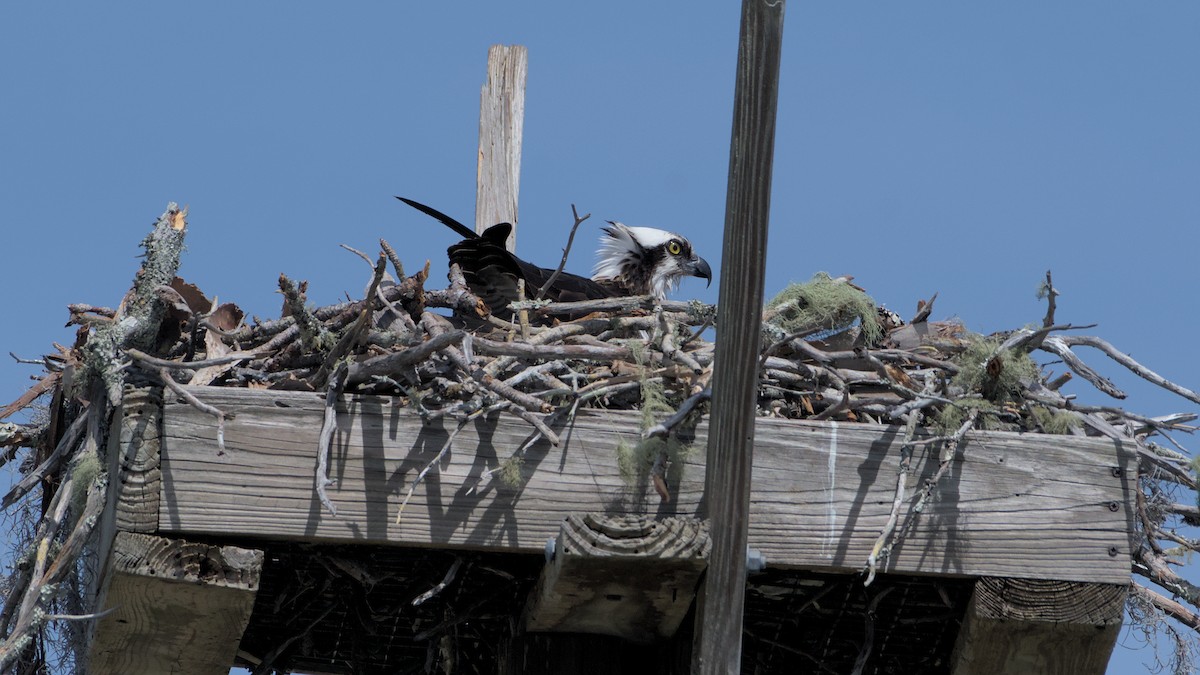 Osprey - ML632879178