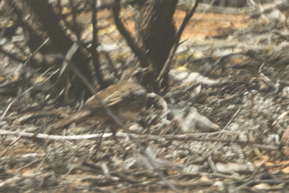 Chestnut Quail-thrush - ML632879526