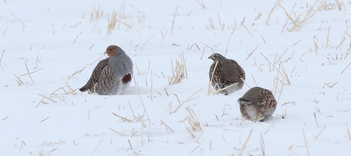 Gray Partridge - ML632879584