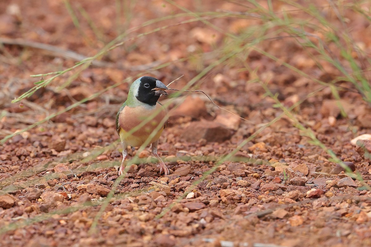Gouldian Finch - ML632879631