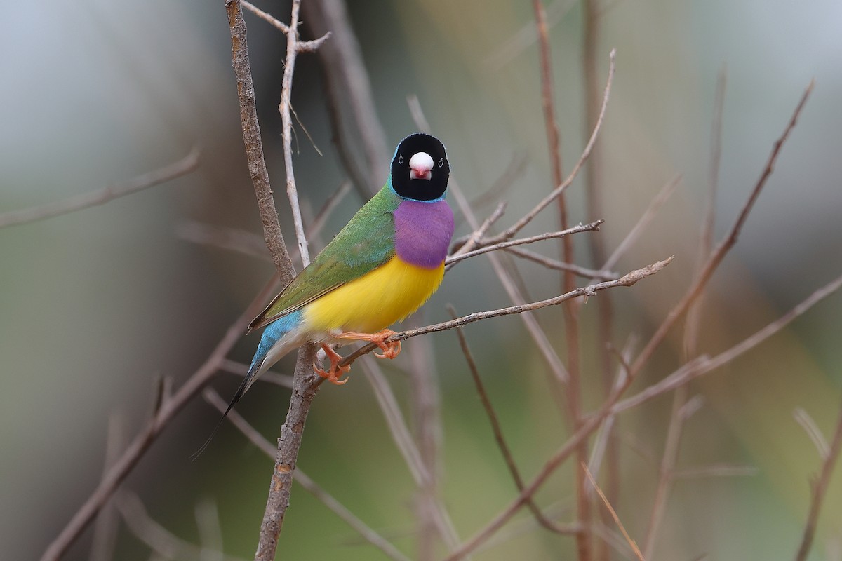 Gouldian Finch - ML632879632