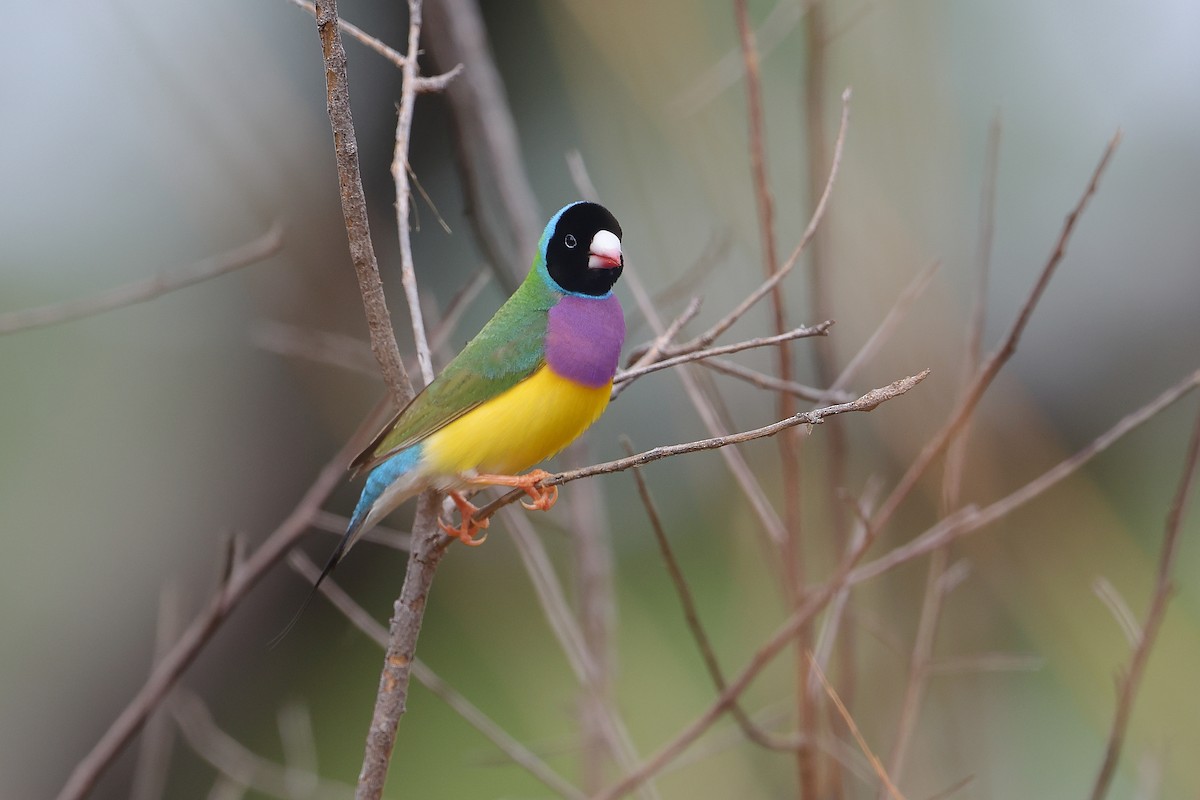 Gouldian Finch - ML632879635